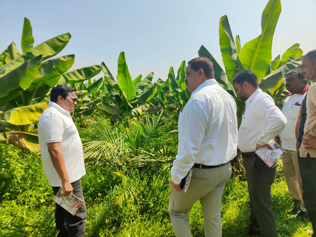  खाद्य तेल में आत्मनिर्भरता की ओर छत्तीसगढ़ : राज्य में 10,796 हेक्टेयर क्षेत्रों में ऑयल पाम की खेती