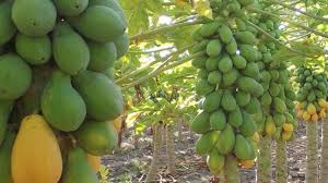 इस प्रकार करें पपीते की खेती कम लागत में होगा ज्यादा मुनाफा 