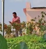 टेरेस गार्डनिंग से बदली सोच,खेती का अनोखा देसी फॉर्मूला, प्रोफेसर ने घर की छत को ही बना डाला खेत...