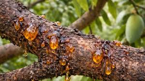 आम के तने से गोंद का रिसाव सामान्य नहीं, न करें नजरअंदाज, ये वैज्ञानिक उपाय अपनाकर बचाएं बागान