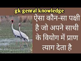 GK Quiz: वह कौन सा पक्षी है जो अपने साथी के वियोग में प्राण त्याग देता है?
