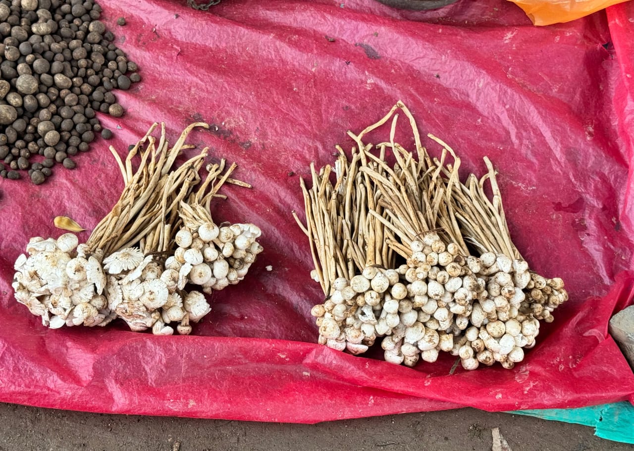 जंगल की गोद से निकली सोने सी सब्जियाँ,फूटू-बोड़ा का स्वाद, लोगो की यादों से जुड़ा,हर मौसम में नहीं, बस एक बार मिलती है ये नेमत