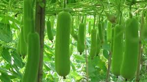 मई में करें इस सब्जी की खेती,होगी तगड़ी कमाई 