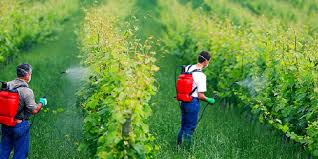 बिलासपुर में बन रहा किसानों का ग्रीन हथियार,सब्जी से धान तक सेफ खेती की शुरुआत