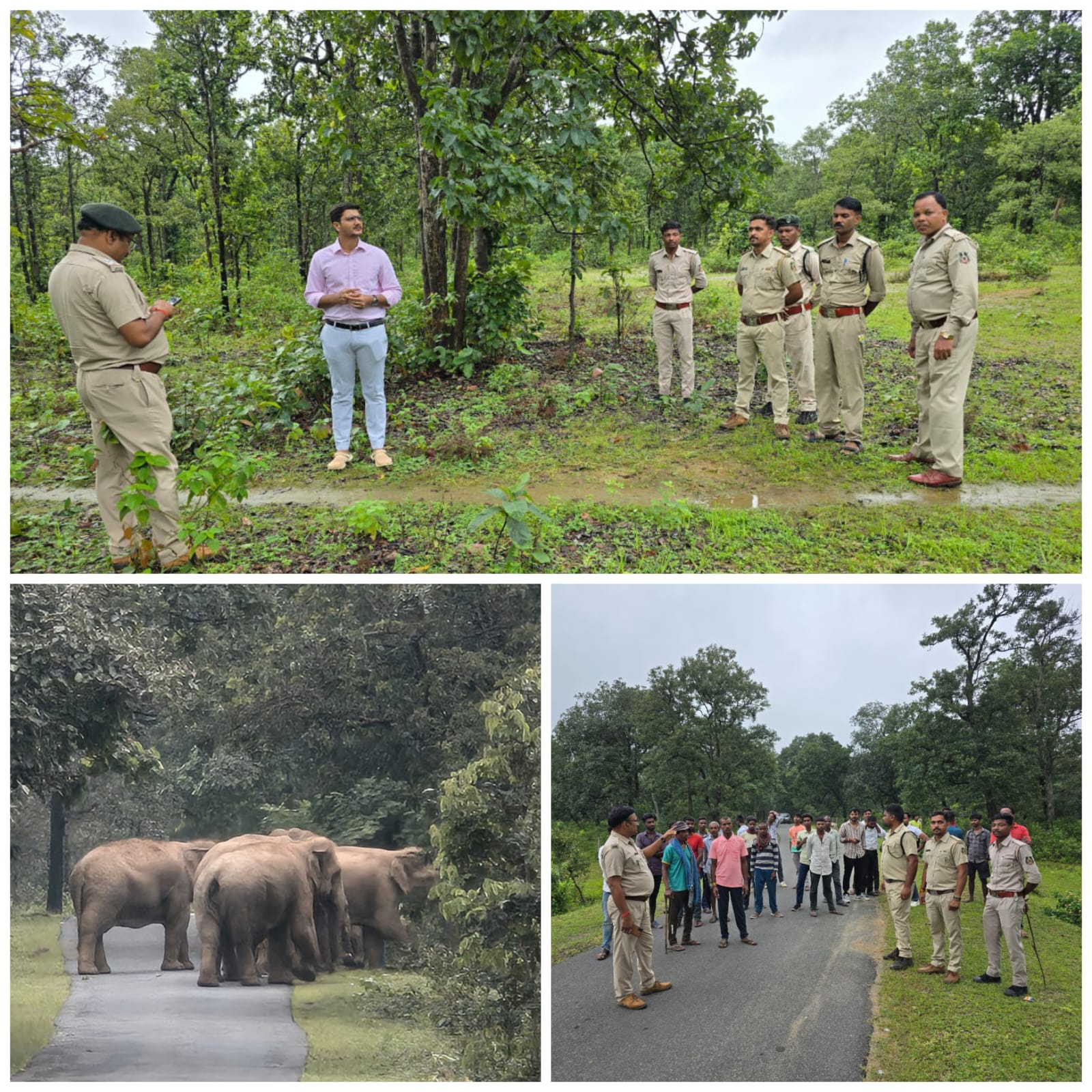 जंगली हाथियों का देवगढ़ रेंज में आगमन 