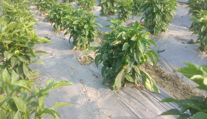 किसानों के लिए सुनहरा मौका, 45 दिन में देगा तगड़ा रिटर्न ये फसल