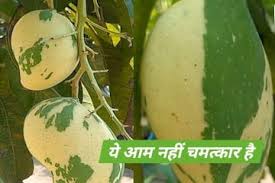यह आम दो रंग का होता है, हरा और पीला,खूबसूरत इतना कि खाने से पहले म्यूजियम में रखने का कर जाएगा मन, जानें खासियत