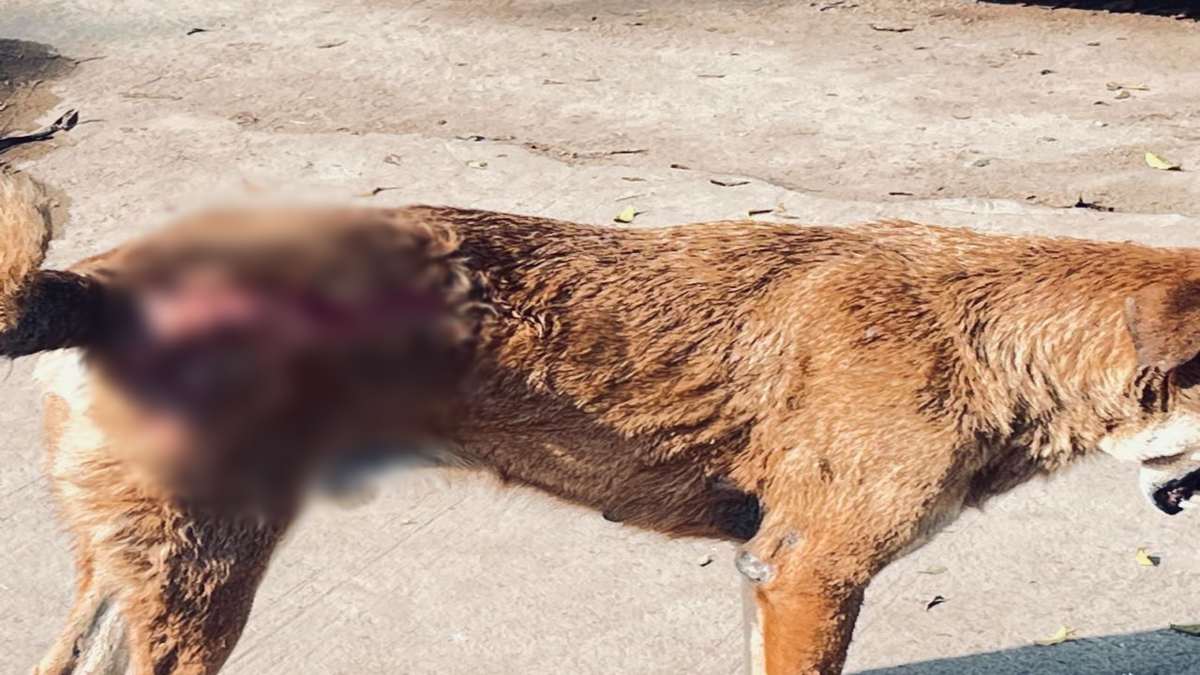  बेजुबान जानवरों पर एसिड अटैक, घायल कुत्ते की मौत, पशु प्रेमी ने SP से की शिकायत
