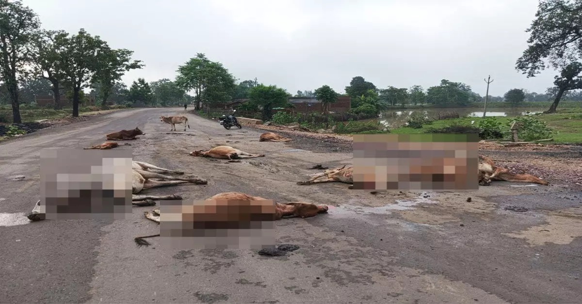 तेज रफ़्तार हाईवा ने सड़क पर बैठीं मवेशियों को कुचला,17 गौवंशों की मौके पर मौत