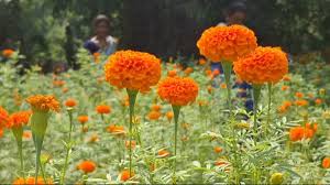 बस्तर के किसानों की पहली पसंद बनी कलकत्ता गेंदा,कम लागत, ज्यादा कमाई 