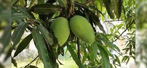 झारखंड में उग रहा है VIP आम,कीमत जान हो जायेंगे हैरान 