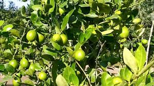 2 साल में फसल, 15 साल तक कमाई: नींबू की बागवानी से बन सकते हैं मालामाल