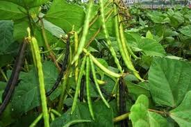 खाली खेत में करें उड़द की बुवाई, जल्दी तैयार होने वाली ये किस्में दिलाएंगी बंपर मुनाफा