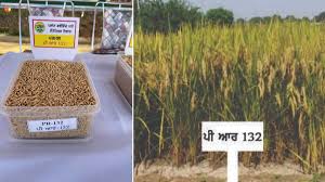 PAU ने खोज निकाली धान की नई किस्म,यूरिया की खपत कम और पैदावार ज्यादा