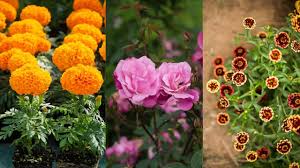 गर्मी में भी घर को बनाएं हराभरा, सिर्फ 10-15 रुपये में घर लाएं खूबसूरत प्लांट्स