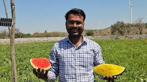 नौकरी छोड़ी, खेती में चमका सितारा: लाल-पीले तरबूज से हो रही तगड़ी कमाई