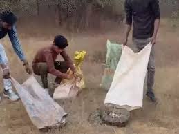 छत्तीसगढ़ के इस जिले में खेत में अजगरों का डेरा, एक साथ निकले 5 विशालकाय अजगर