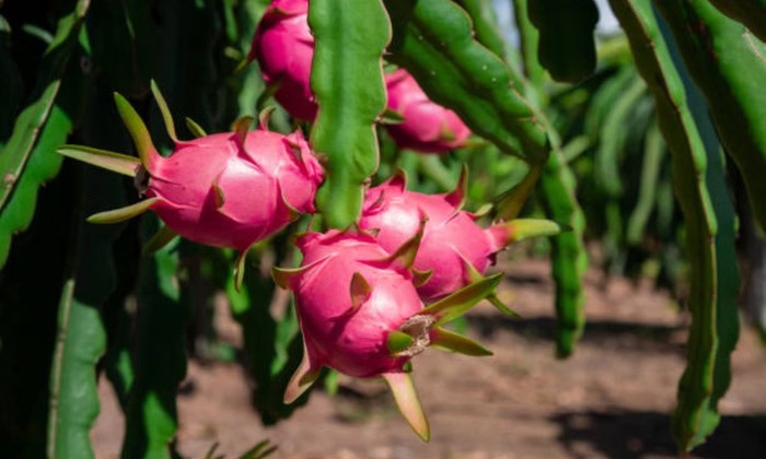 ड्रैगन फ्रूट की खेती से चमक रही किस्मत, कम लागत में ज्यादा मुनाफा