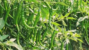 इस खेती से मालामाल बना किसान! कमा रहा लाखों