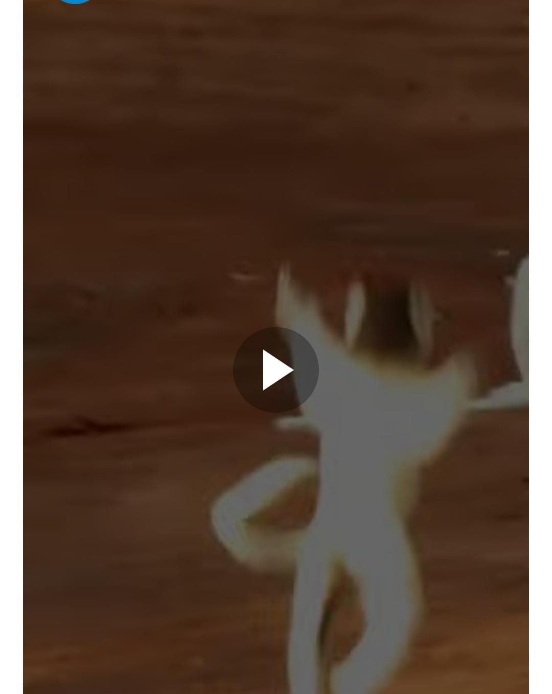 लीमूर को नहीं लगता इन चट्टानों से डर