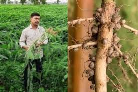 किसानों के लिए वरदान बनेगी ये खेती, हजारों किसानों को फ्री में मिलेगा बीज