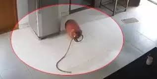 कोरबा : आपसी विवाद में पति का खौफनाक साजिश 