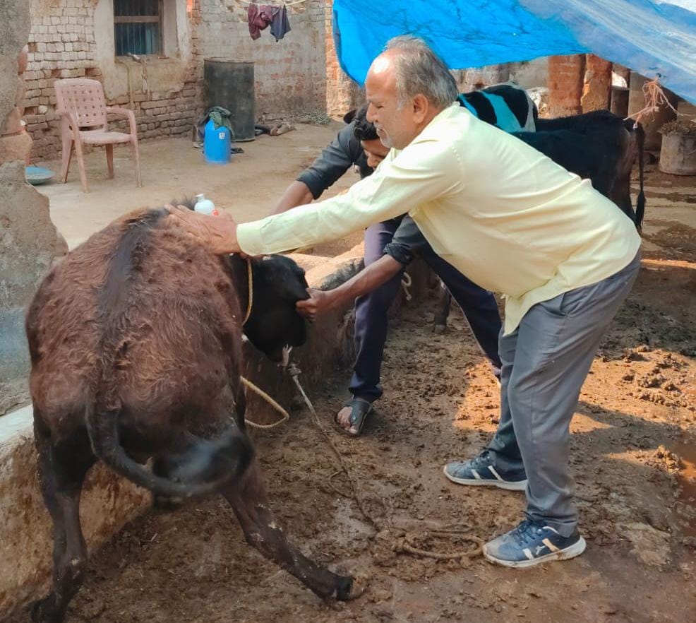 जिले में खुरहा-चपका से बचाव हेतु सघन टीकाकरण अभियान शुरू

