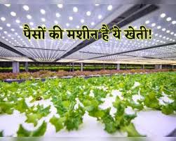 कम जगह और कम समय में आपको बंपर मुनाफा देगी ये हरा सोना,जानें कैसे करें इसकी खेती 