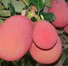 क्या आपने कभी देखा है गुलाबी कटहल? यहां मिल रहा 350 में पौधा, 3 साल में देता है फल