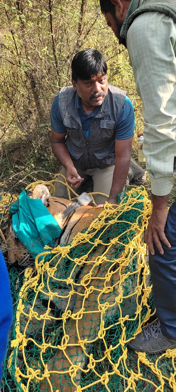 विशेषज्ञों के देखरेख में बाघ का सफल बचाव अभियान