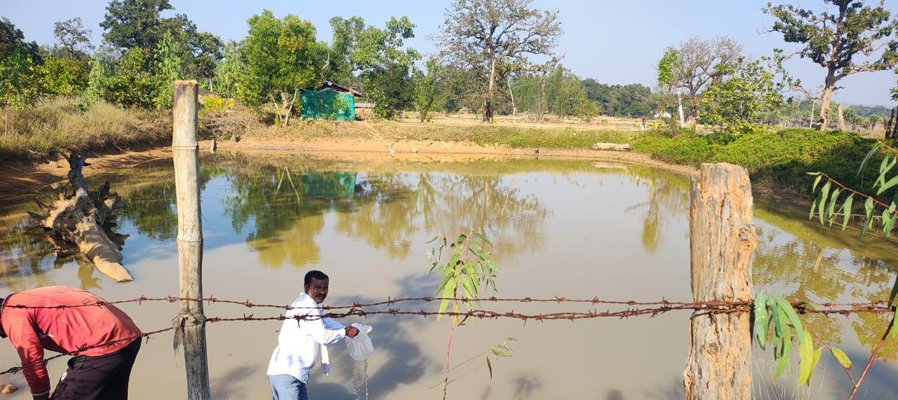  बड़ेबंजोड़ा में मनरेगा डबरी बनी आजीविका का आधार, हितग्राहियों को मिला झींगा बीज
