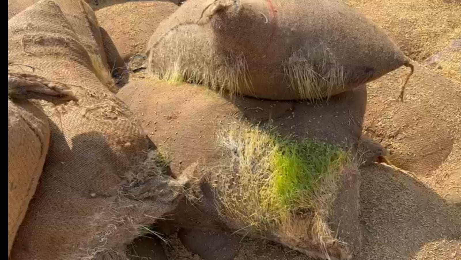 धान उठाव से पहले हुए धान अंकुरित, केंद्र प्रभारी की सामने आई लापरवाही