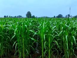 मक्का की खेती किसानों के लिए कम लागत में अधिक मुनाफा देने वाली,जानें कैसे करें खेती 