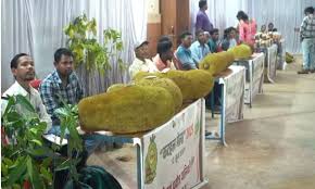 पत्थलगांव में कटहल मेले का आयोजन बना आकर्षण का केंद्र,36 किलो के कटहल ने सभी को चौंकाया