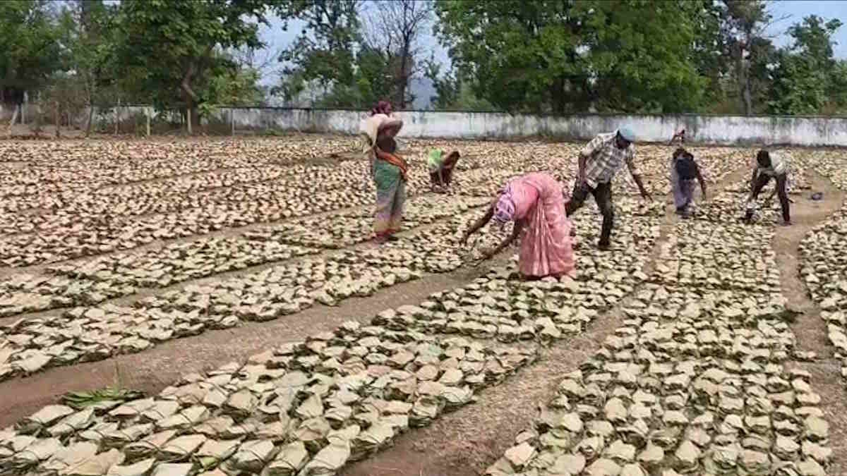 बेमौसम बारिश से “हरा सोना” पर संकट, भीग रहे तेंदूपत्ता के बंडल