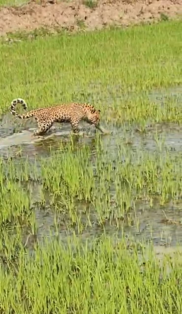 खेत में पहुंचा तेंदुए का शावक, इलाके में मचा हड़कंप, वन विभाग ने किया रेस्क्यू