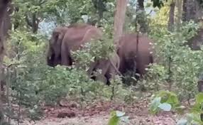 छत्तीसगढ़: वन विभाग अलर्ट,मैनपाट पहुंचा 9 हाथियों का दल