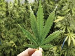 छत्तीसगढ़ में भांग की खेती को बढ़ावा देने की जनहित याचिका को हाईकोर्ट ने किया खारिज