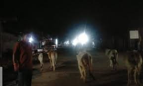 सड़कों से आवारा मवेशियों को हटाने देर रात तक चलाए जा रहे हैं मुहिम