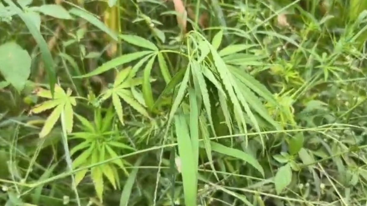 कोंडागांव में अवैध गांजा खेती पर पुलिस का बड़ा एक्शन, दो किसान गिरफ्तार