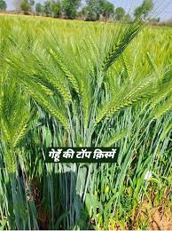 ये है सबसे अधिक उत्पादन देने वाली गेहूं की टॉप 5 किस्म,देगी बंपर उत्पादन  