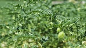 चना फसल की निराई-गुड़ाई कब करें? उकठा रोग से निपटने के लिए अपनाएं ये उपाय