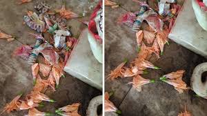 छत्तीसगढ़ के मंदिर में तोड़फोड़ की घटना,हनुमान जी की प्रतिमा से चांदी के नैन चुराए 