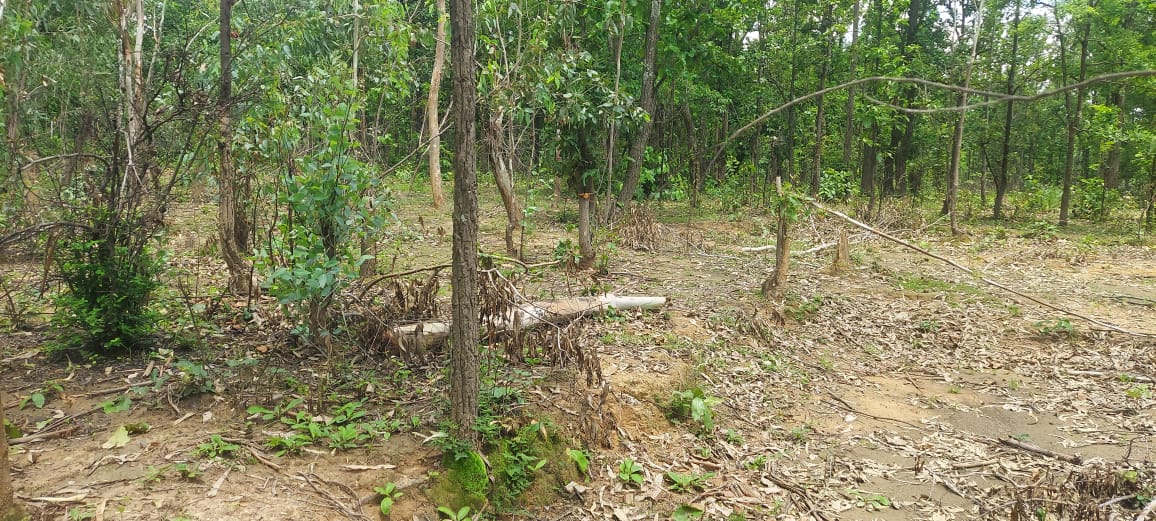 कोरिया वन मंडल के डीएफओ बदले, पर नही बदली वनों की दशा, अवैध कटाई जोरो पर...