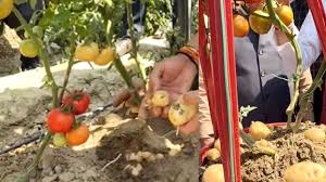 आधी जगह में दोगुनी फसल,अब एक ही पौधे से उगेंगे आलू और टमाटर... 