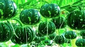 कम लागत में अधिक मुनाफा,कद्दू की खेती ऐसे करें होगी लाखों की कमाई