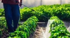 ठंड ने रोक दी सब्जियों की रफ्तार? ये NPK वाला छिड़काव करेगा कमाल