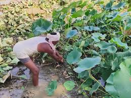 धान छोड़, ढेंस की खेत अपनाई, मुनाफे की नई राह पर चले बालोद के किसान