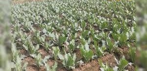 कड़ाके की ठंड और घने कोहरे ने रबी फसलों की चिंता बढ़ाई, कृषि वैज्ञानिक ने किसानों को दी ये अहम सलाह