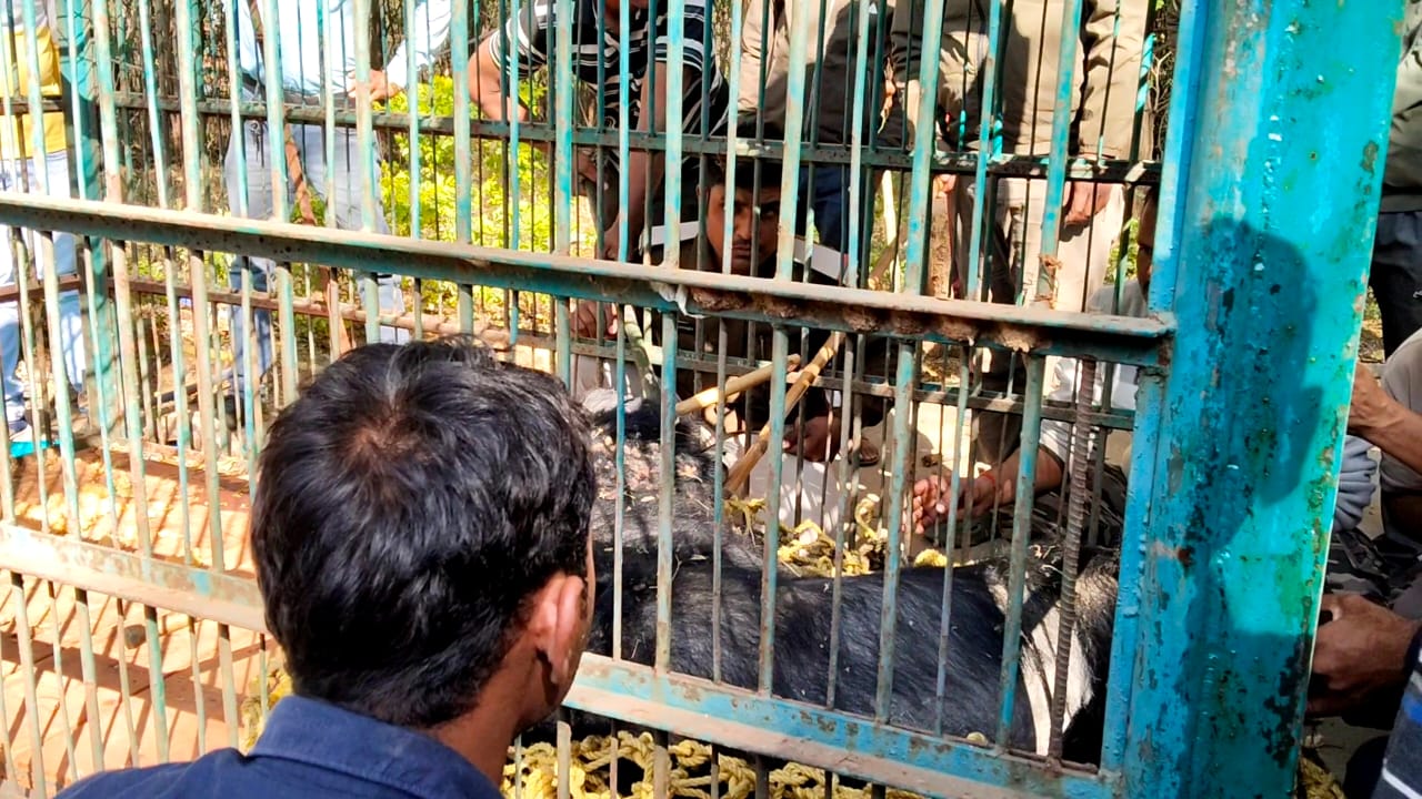 भालुओं का आतंक खत्म, वन विभाग ने मादा भालू व दो शावकों को पकड़ा